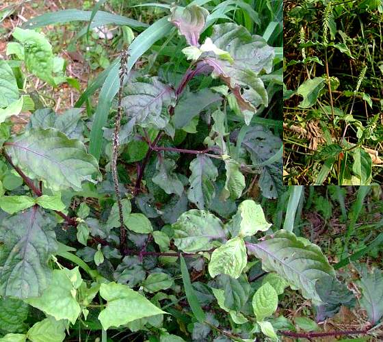 倒梗草(《广州植物志》),破布粘,白基牛膝,鸡骨草(《福建民间草药》)