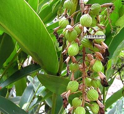 本植物的花(豆蔻花,果壳(白豆蔻壳)亦供药用,各详专条.