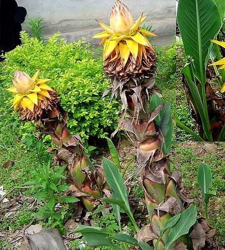 果实肉质,不开裂【原植物】地涌金莲