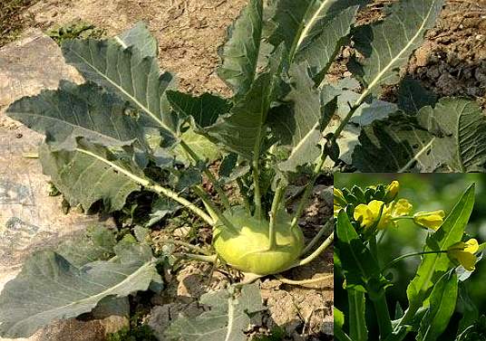 主页 本草植物      本植物的花(芜菁花),种子(芜菁子)亦供药用,各详