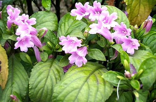 【原形态 原植物详"木蓝"板蓝根"蓝实"各条.