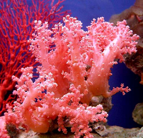 (《彭氏家抄方》) ②纲目:珊瑚生海底,五,七株成林,谓之珊瑚林